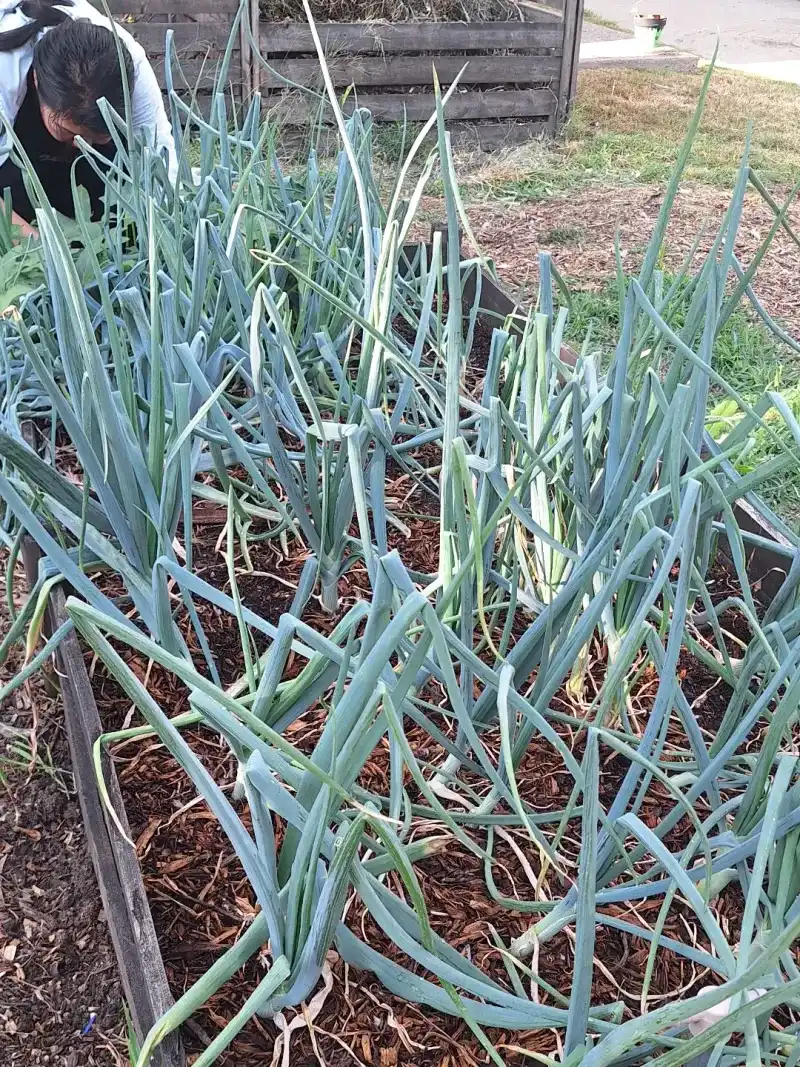 Scallions Or Spring Onions Scallions Or Spring Onions
