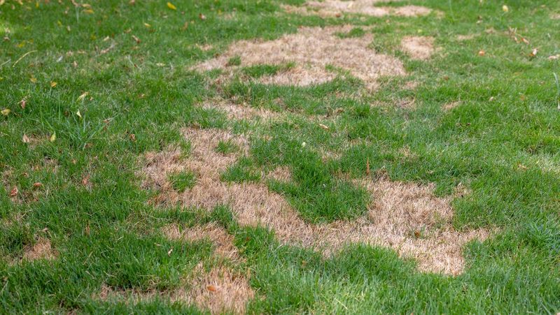 Scalping Removes Too Much Leaf Blade
