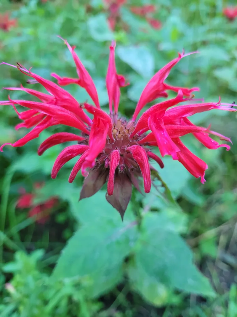 Scarlet Bee Balm Is a Strong Summer Choice Scarlet Bee Balm Is a Strong Summer Choice