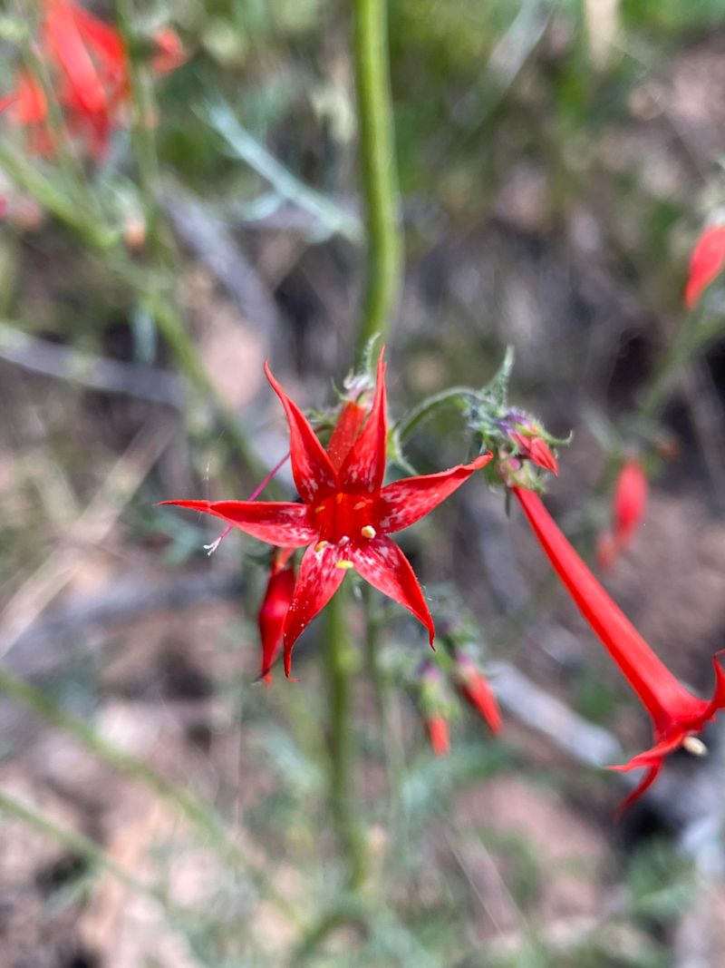 Scarlet Gilia Blooms With Little Water