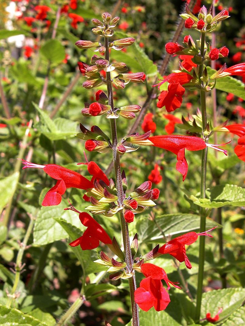 Scarlet Sage Attracts Hummingbirds And Pollinators Scarlet Sage Attracts Hummingbirds And Pollinators