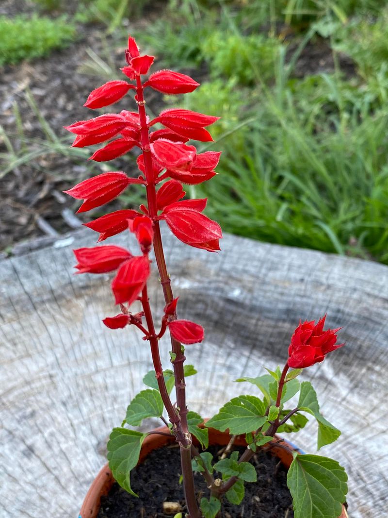 Scarlet Salvia Takes The Pentas Spot