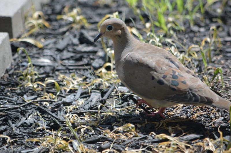 Scattered Seeds Can Turn A Lawn Into A Dove Stop