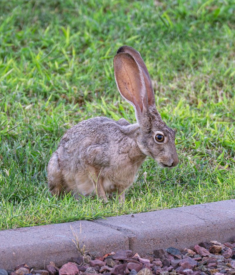 Scent Repellents For Jackrabbits