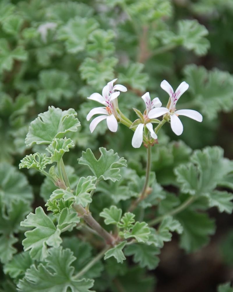 Scented Geranium Gets The Spotlight