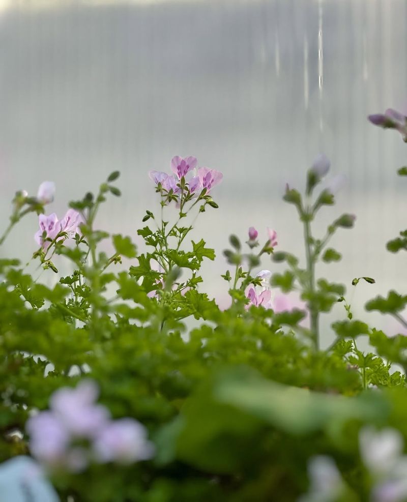 Scented Geranium Rewards Every Brush