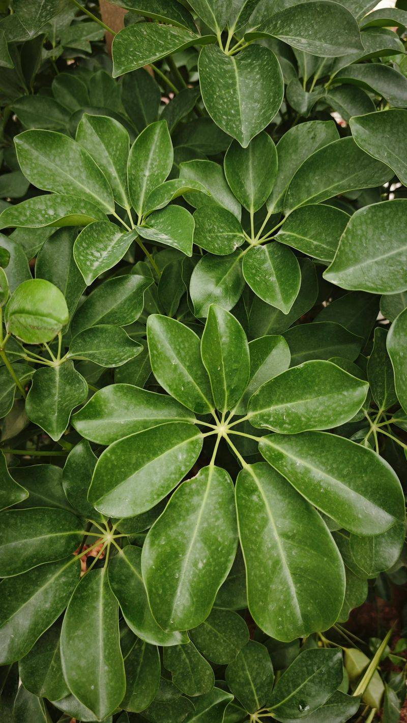 Schefflera Adapts Well To Southern California Gardens Schefflera Adapts Well To Southern California Gardens