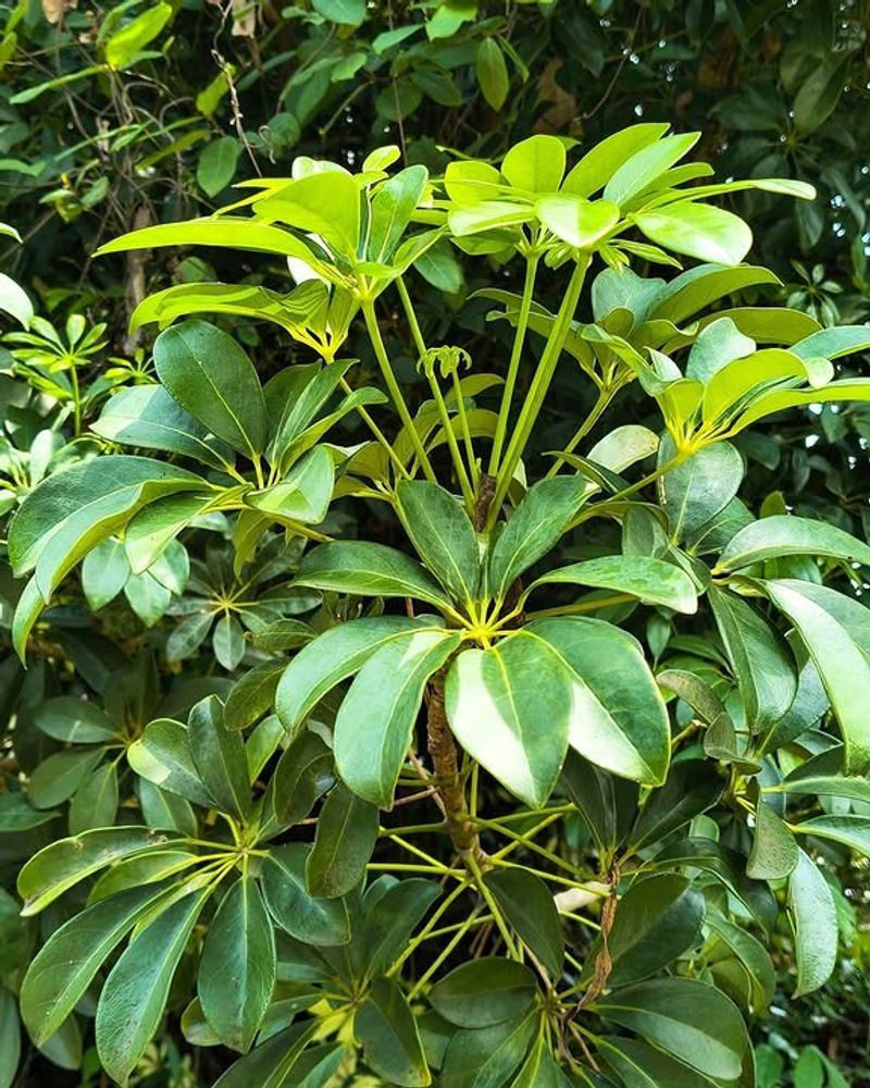 Schefflera Grows Well As A Florida Landscaping Staple Schefflera Grows Well As A Florida Landscaping Staple