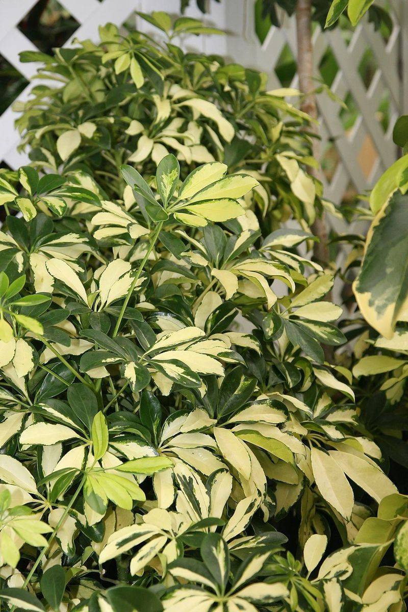 Schefflera Is Restricted Where Natural Areas Are At Risk Schefflera Is Restricted Where Natural Areas Are At Risk