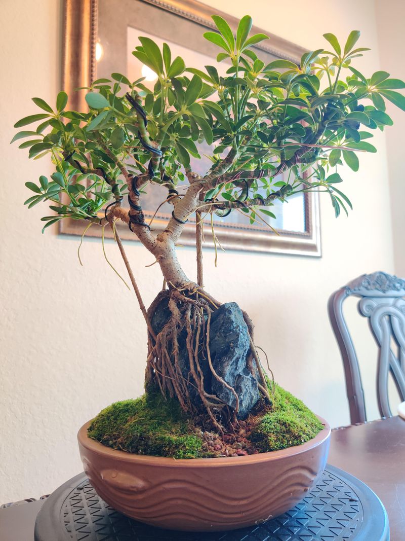 Schefflera Thrives As An Indoor Bonsai Tree Schefflera Thrives As An Indoor Bonsai Tree