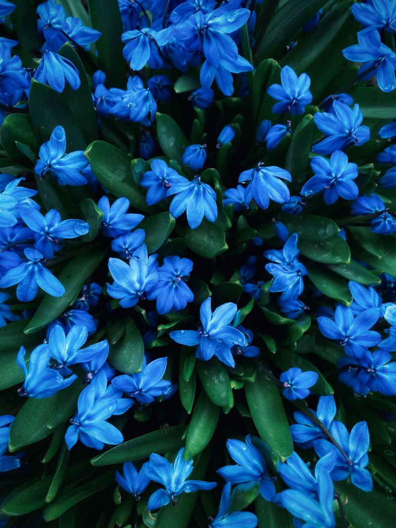 Scilla Scilla