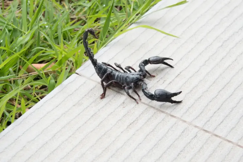 Scorpion Fear Can Distract From Plant Risks Scorpion Fear Can Distract From Plant Risks