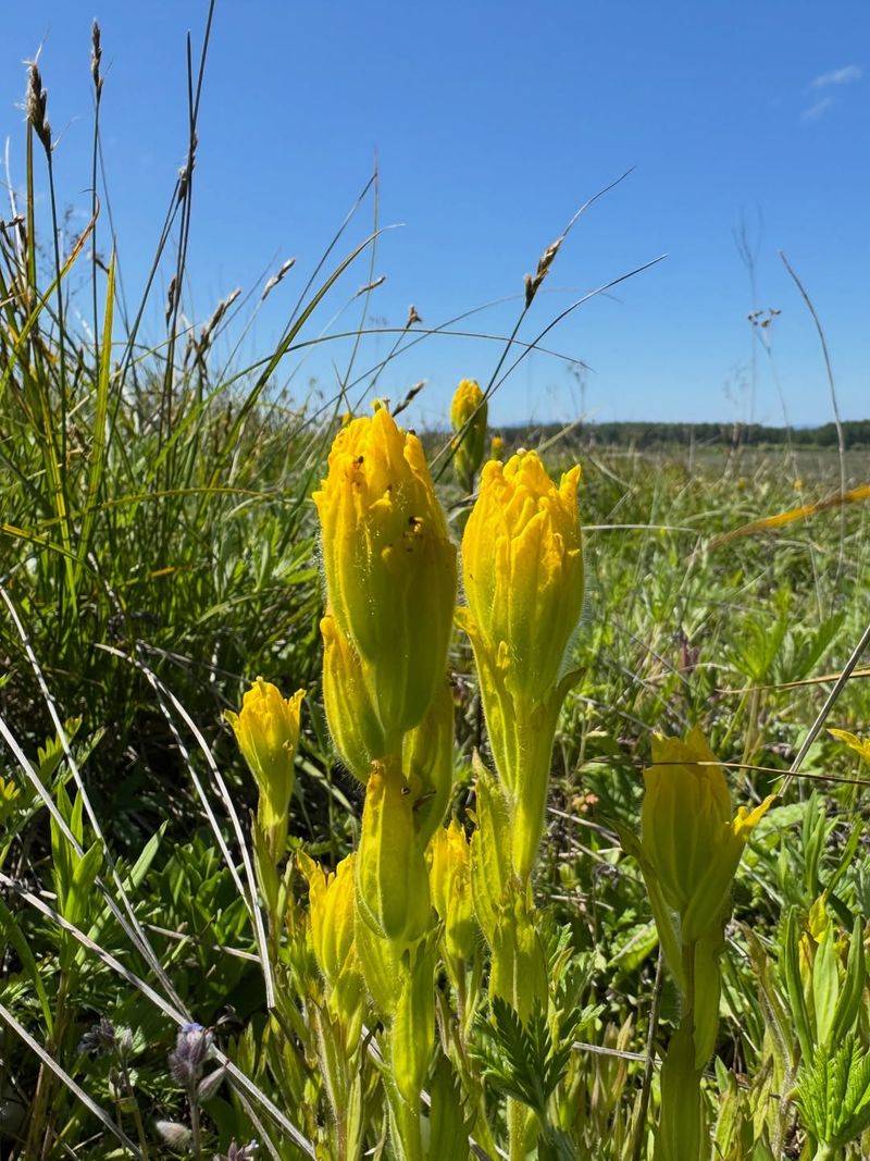 Scotch Broom Leaves The Border Scotch Broom Leaves The Border