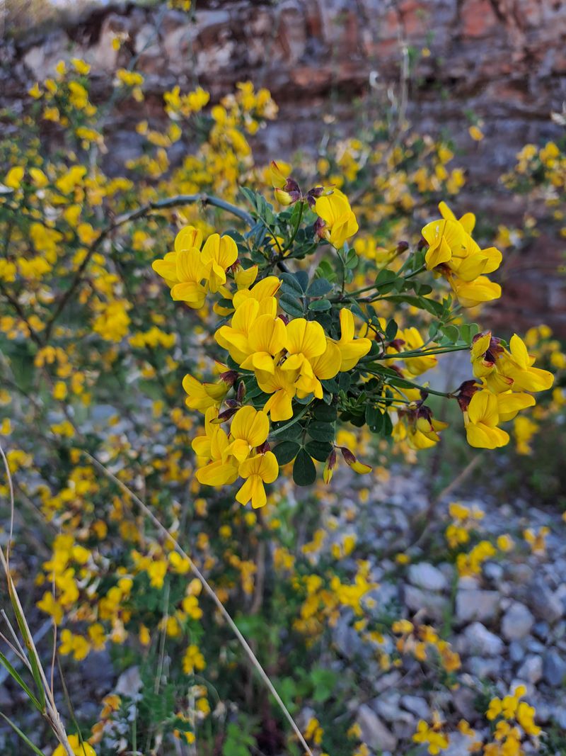 Scotch Broom Pods Can Scatter For Years Scotch Broom Pods Can Scatter For Years