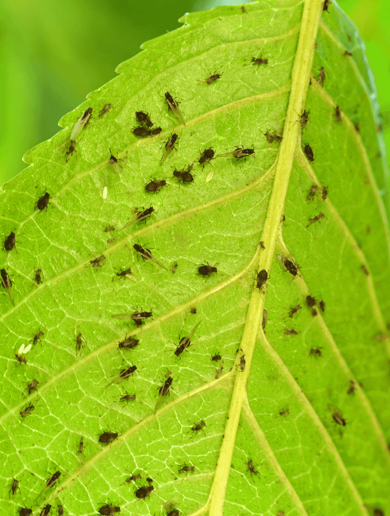 Scout For Aphids On Leaves Scout For Aphids On Leaves