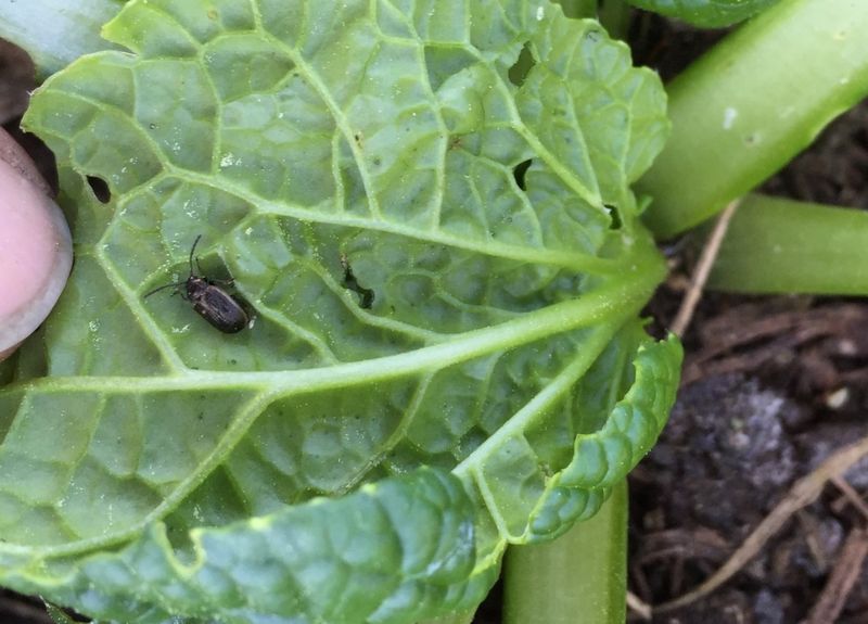 Scout For Pests After Summer Ends Scout For Pests After Summer Ends