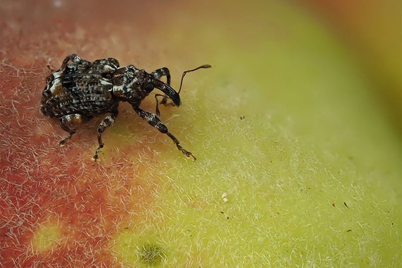 Scout For Plum Curculio And Damaged Fruit Scout For Plum Curculio And Damaged Fruit