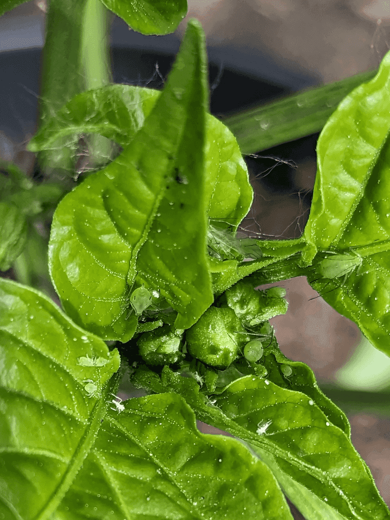 Scout Often For Insects And Plant Stress Scout Often For Insects And Plant Stress