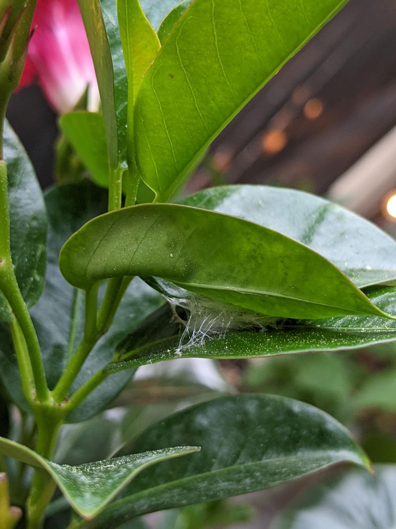 Scout Scale And Mealybugs Scout Scale And Mealybugs