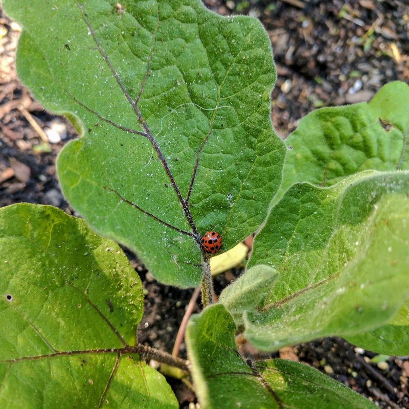 Scout Susceptible Plants Every Week Scout Susceptible Plants Every Week