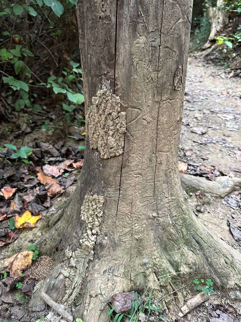 Scrape Egg Masses Before They Hatch Scrape Egg Masses Before They Hatch