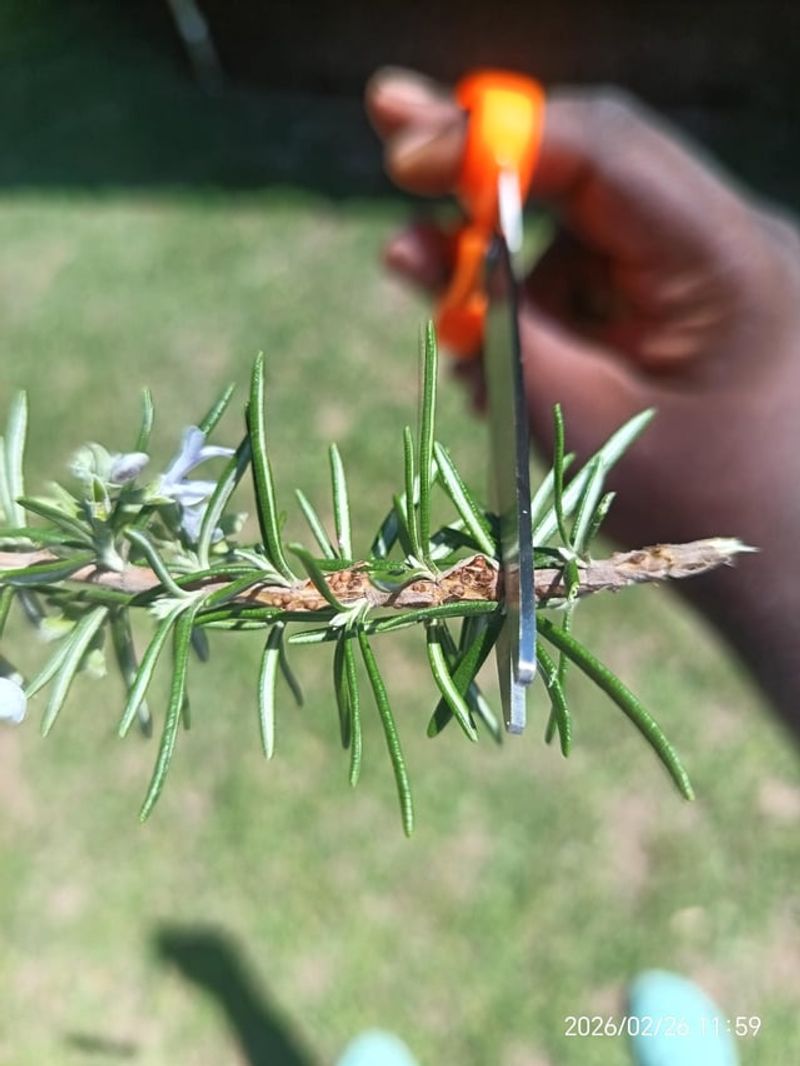 Scratch The Stem Before You Give Up Scratch The Stem Before You Give Up