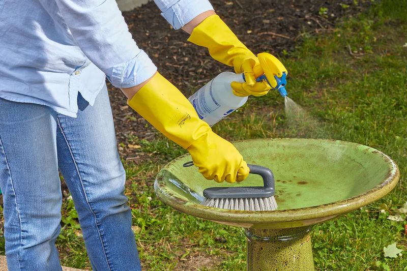 Scrub The Basin Before Algae Hides Eggs