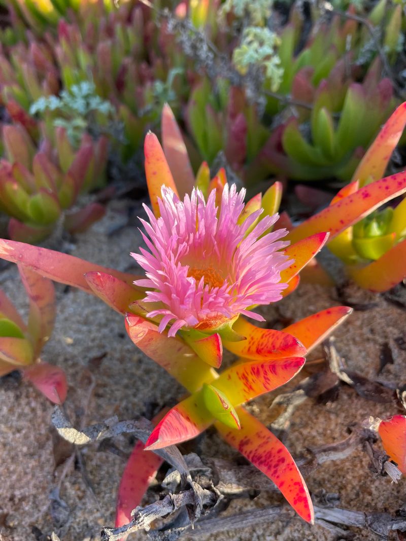Sea Fig Iceplant Is Not As Harmless As It Looks Sea Fig Iceplant Is Not As Harmless As It Looks