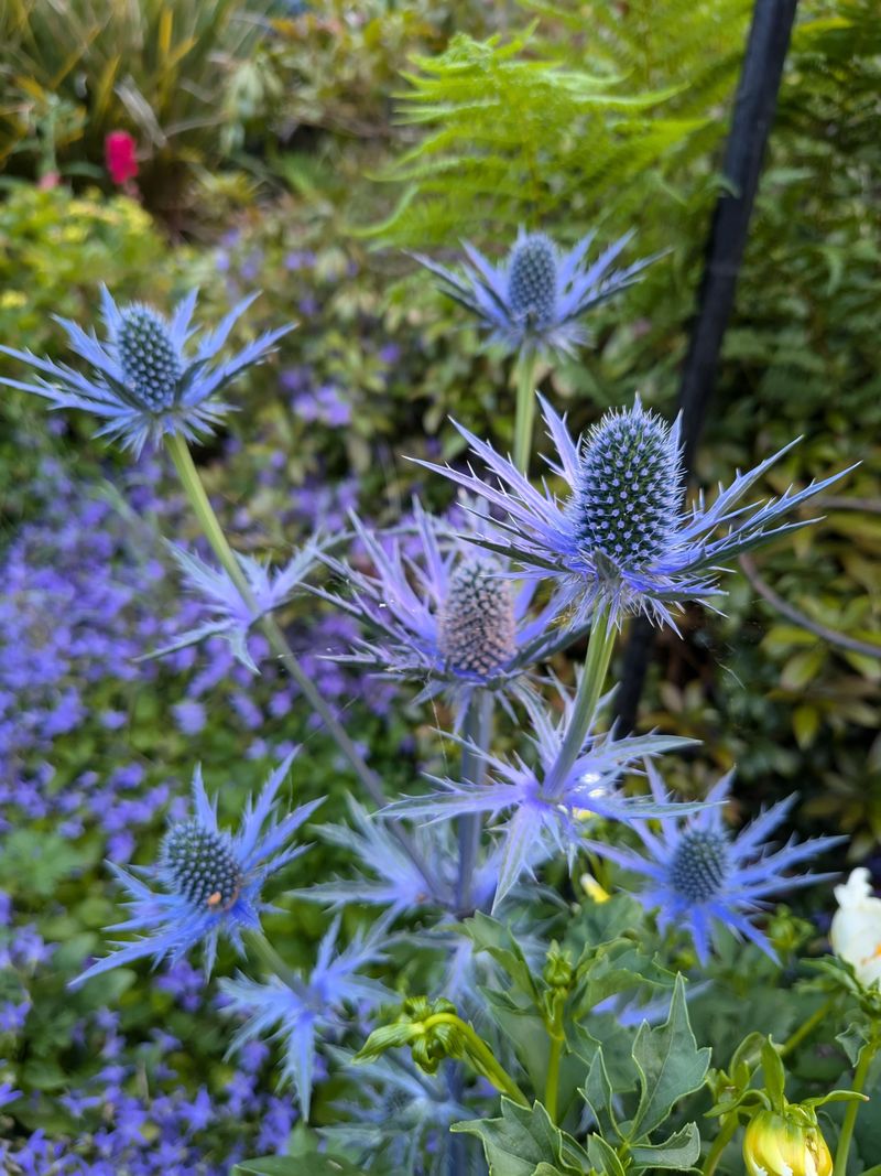 Sea Holly Brings Icy Blue Structure
