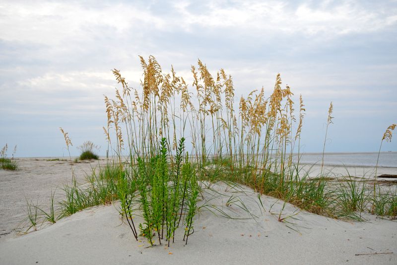 Sea Oats