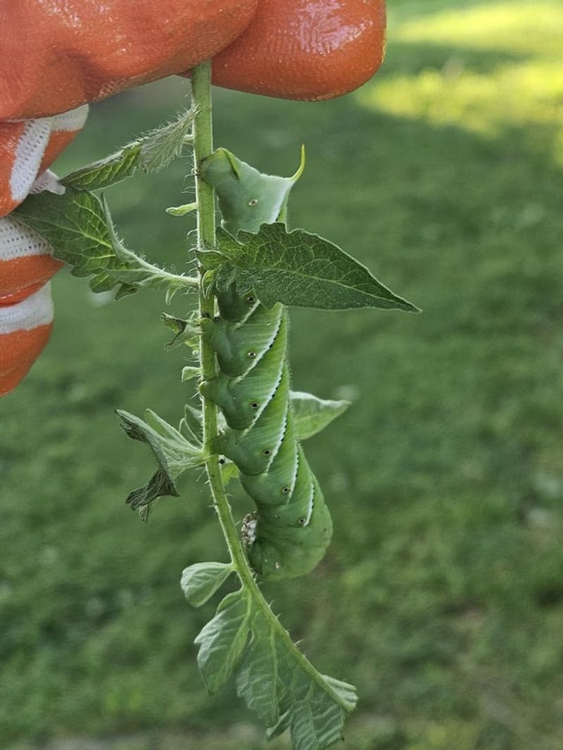 Search Beneath Chewed Leaves