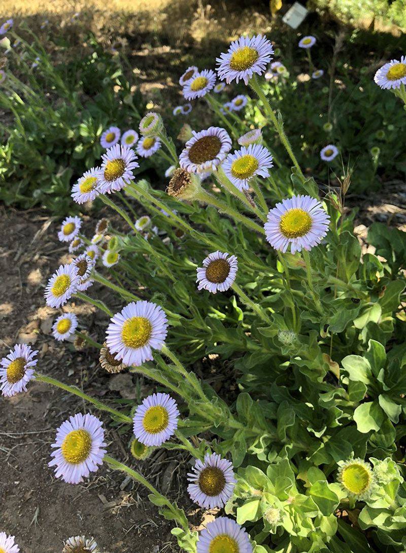 Seaside Daisy Fills Gaps With Pollinator-Friendly Blooms