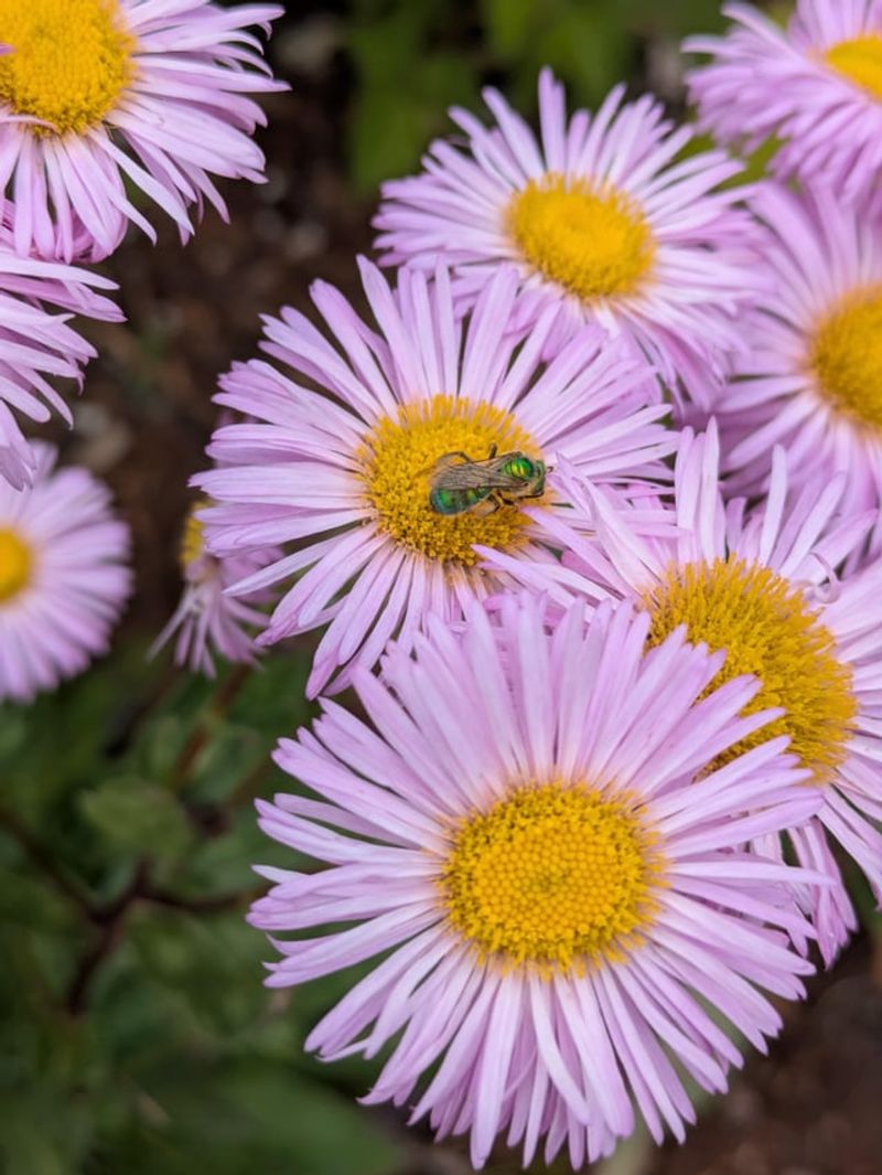 Seaside Daisy Softens Tough Edges