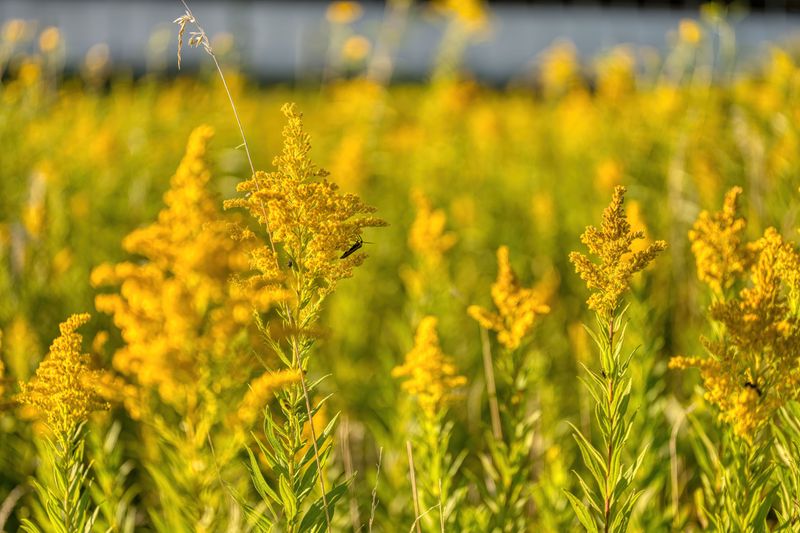 Seaside Goldenrod (Solidago Sempervirens) Seaside Goldenrod (Solidago Sempervirens)