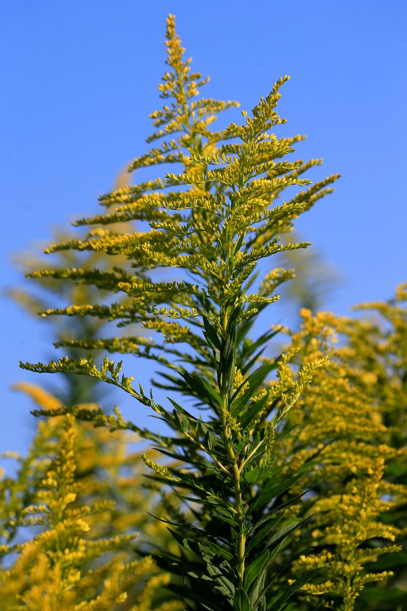 Seaside Goldenrod