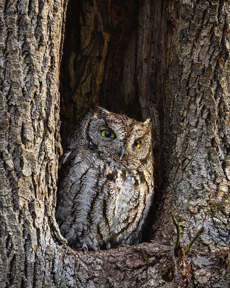 Seasonal Changes Can Bring More Owl Visits