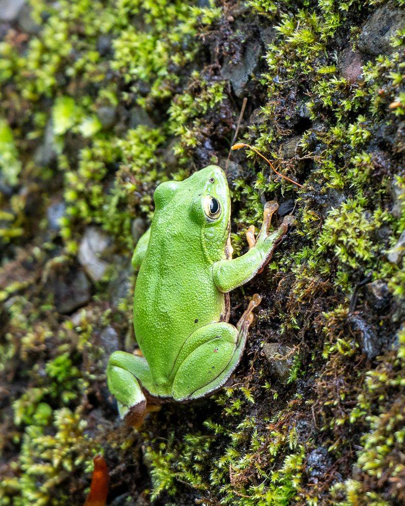 Seasonal Changes Increase Frog Movement