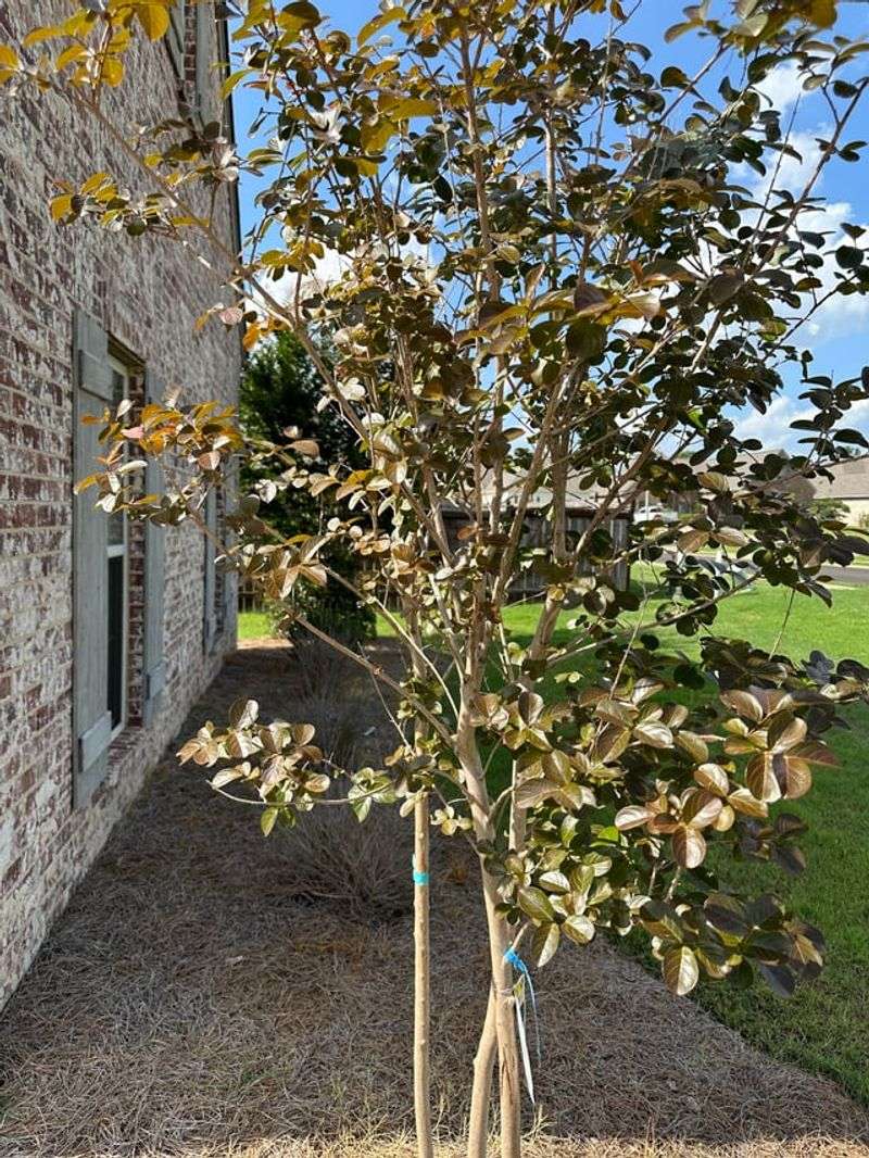 Seasonal Color Is Normal When The Whole Tree Stays Healthy
