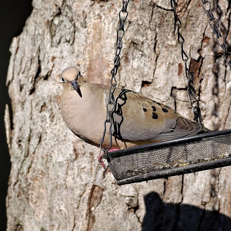 Seasonal Nesting Can Increase Yard Visits Seasonal Nesting Can Increase Yard Visits