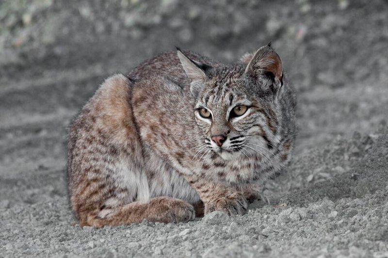 Seasonal Patterns Behind Increased Sightings Seasonal Patterns Behind Increased Sightings