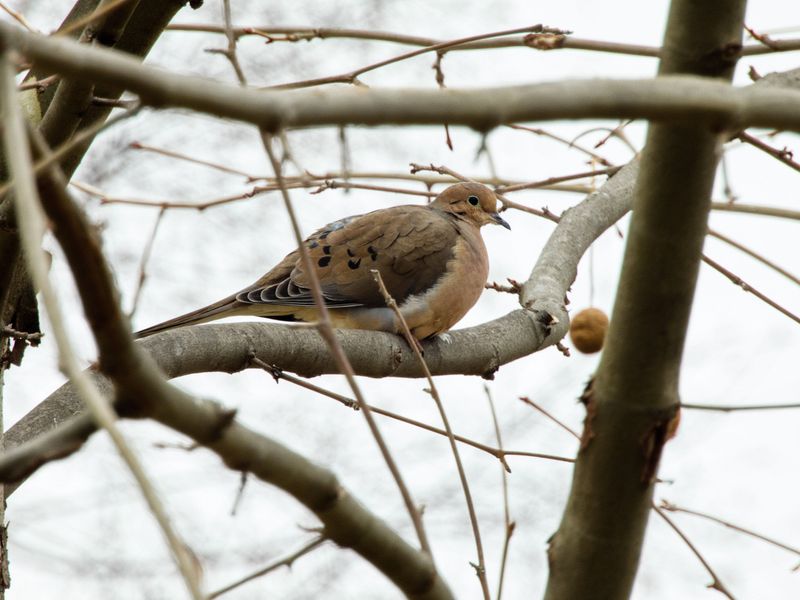 Seasonal Patterns Behind Mourning Dove Sightings Seasonal Patterns Behind Mourning Dove Sightings