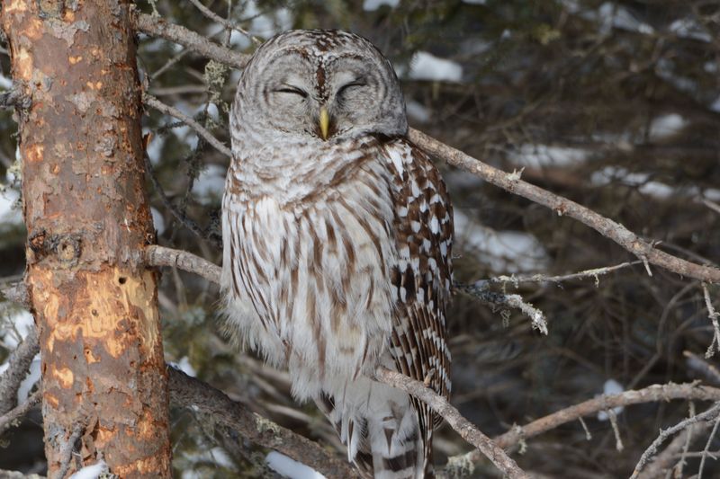 Seasonal Patterns Behind Owl Sightings In Minnesota