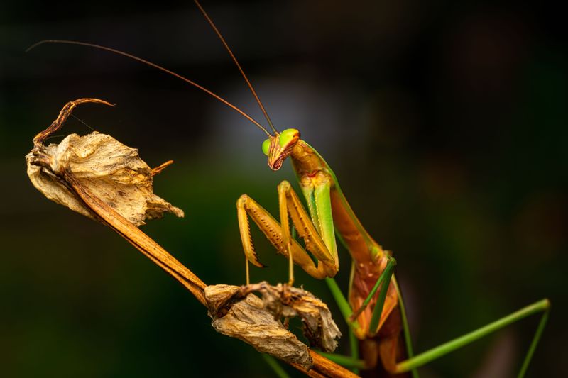 Seasonal Patterns Behind Praying Mantis Sightings