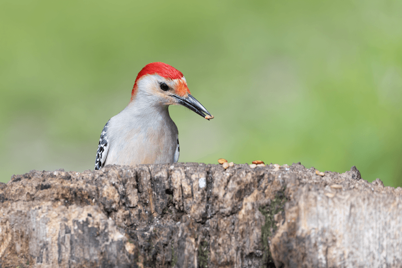 Seasonal Patterns Behind Red-Bellied Woodpecker Visits