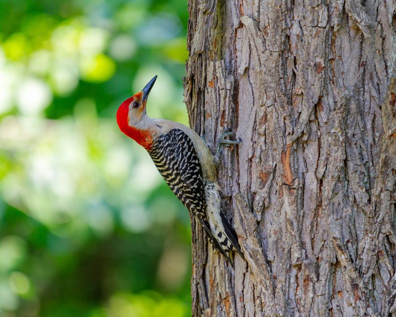 Seasonal Patterns Behind Woodpecker Sightings Seasonal Patterns Behind Woodpecker Sightings