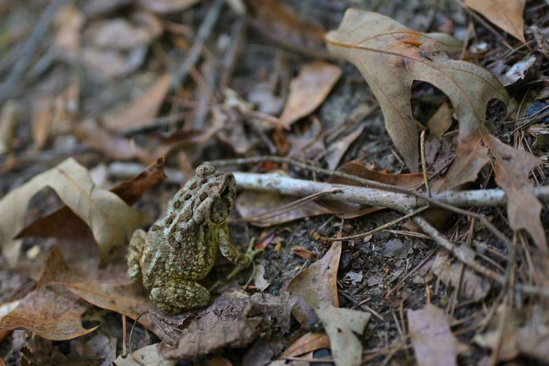 Seasonal Patterns Shape Toad Sightings In Kentucky