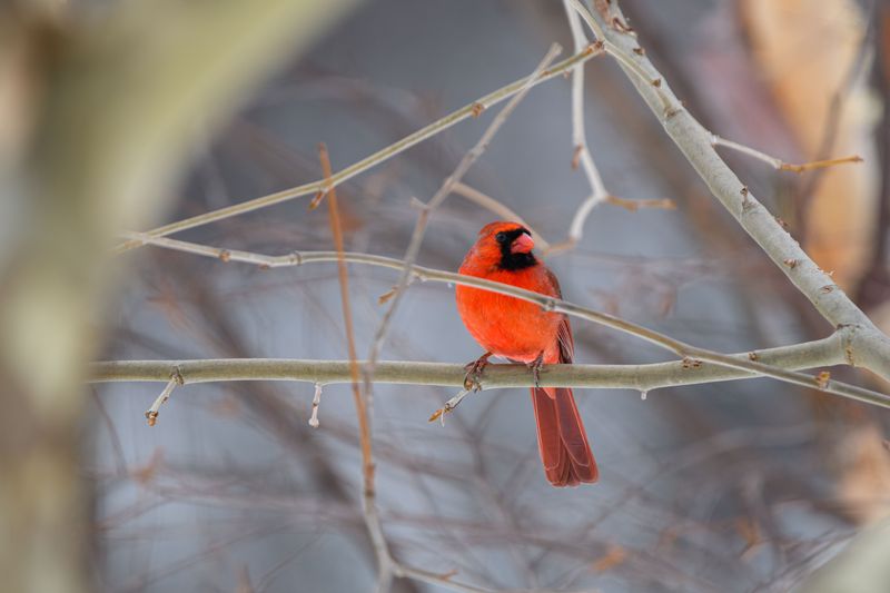 Seasonal Shifts In Cardinal Sightings Throughout The Year