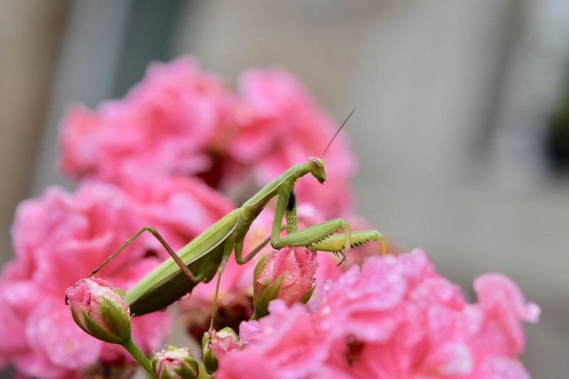 Seasonal Timing Brings Mantises Out In Late Summer