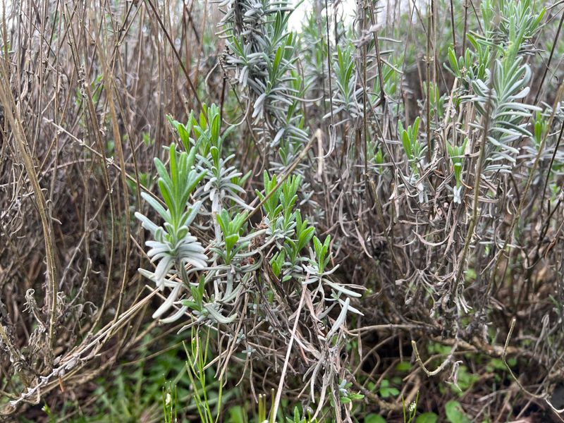 Second-Bloom Pruning Should Stay Light