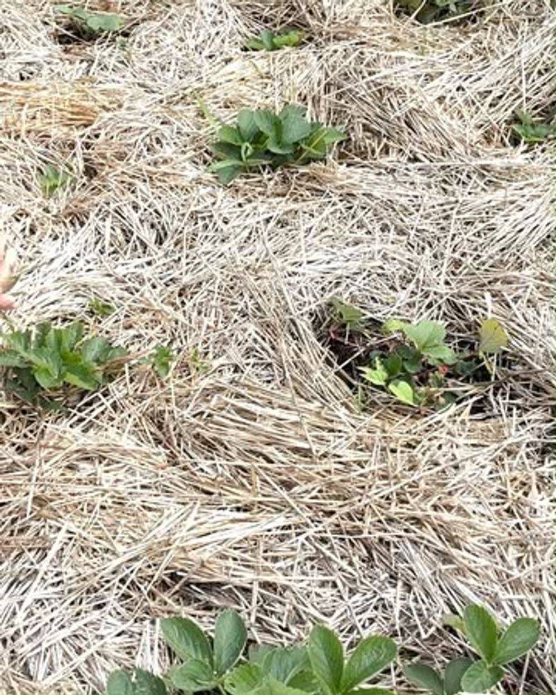Secure Mulch Covers And Young Plants